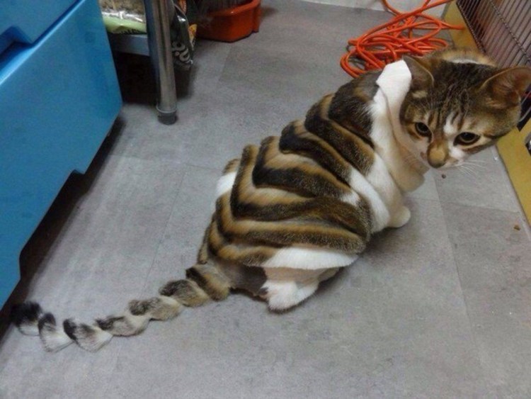 Стрижка кота
