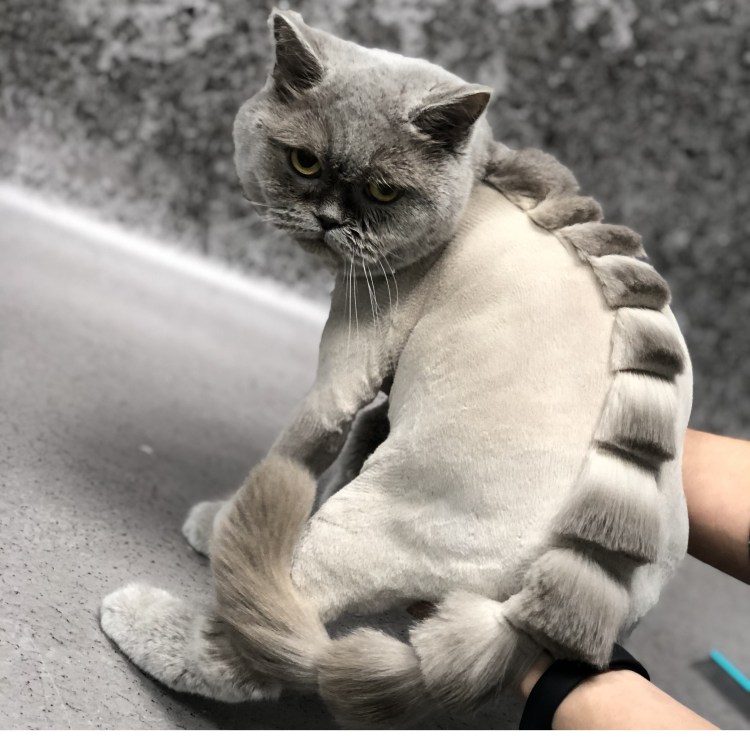 Необычные стрижки котов