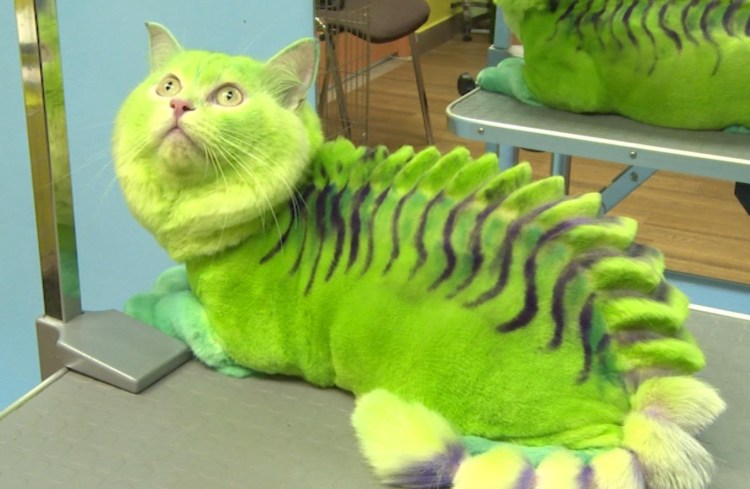 Грумер для кошек