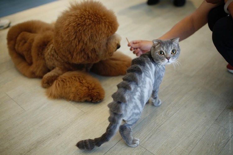 Креативные стрижки котов