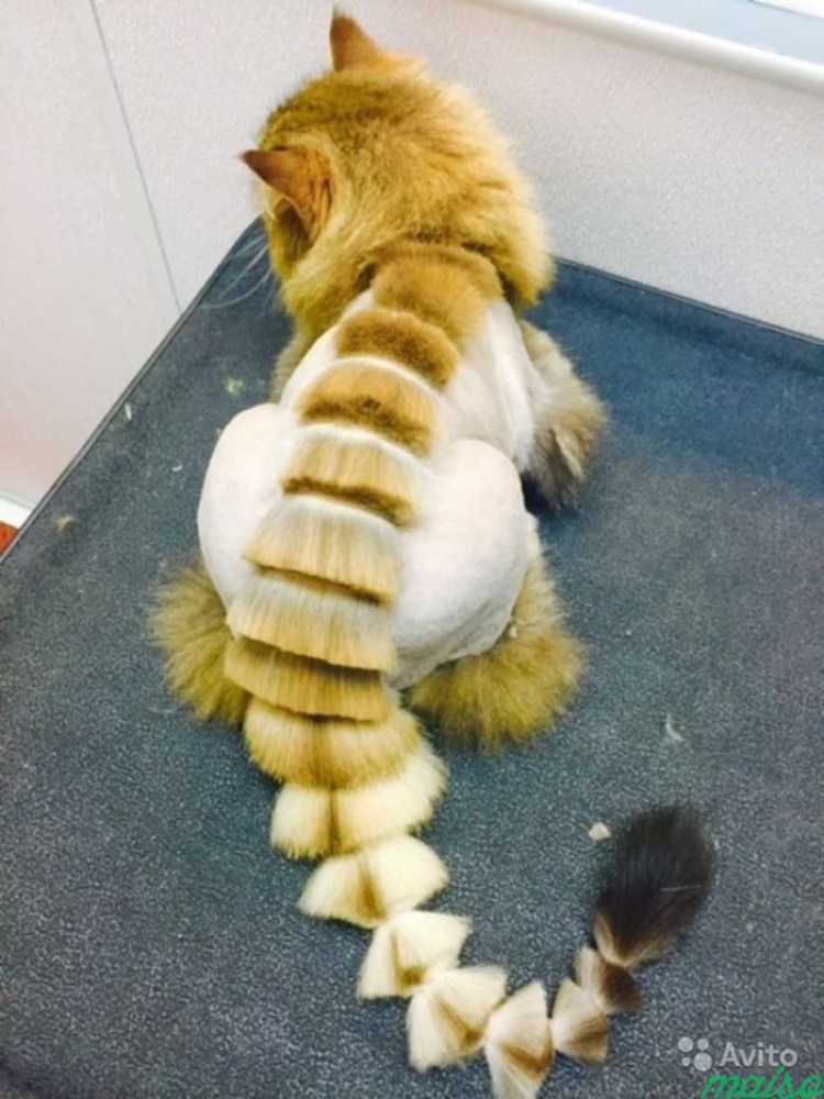 Стрижка длинношерстных кошек