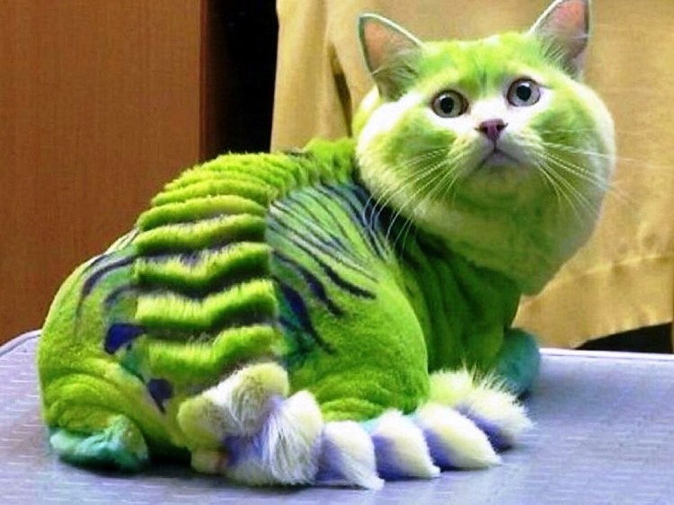 Стрижка длинношерстных кошек