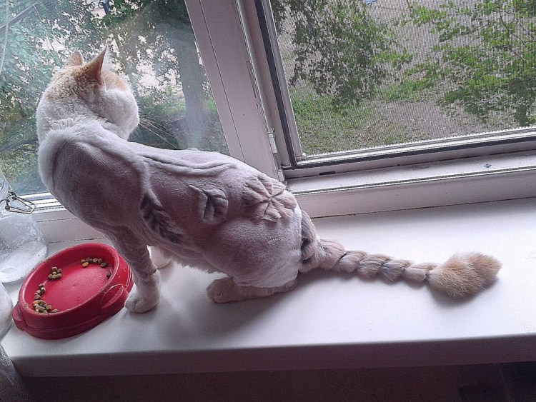 Стрижка кота дракончик