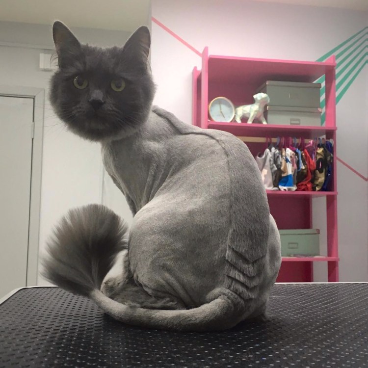Стрижка кота динозавр