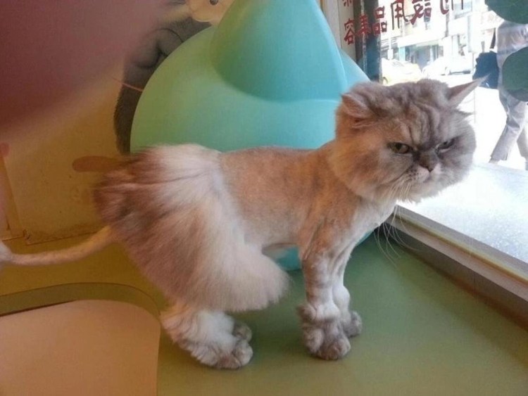 Стрижка котов