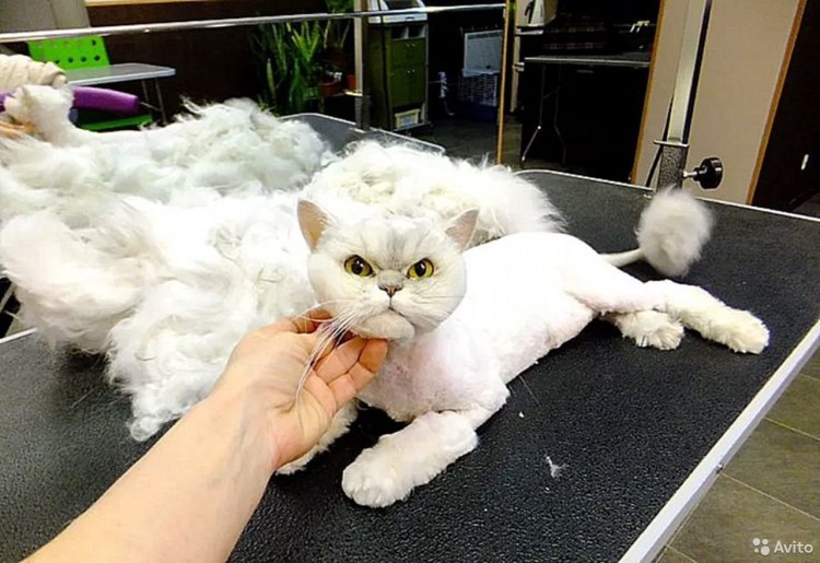 Стрижка персидских кошек