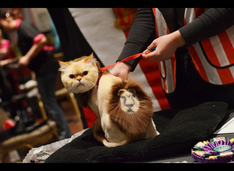 Подстригаем кота коротко