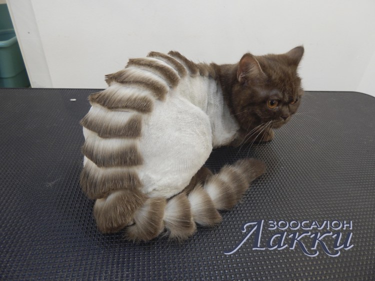 Стрижка кота