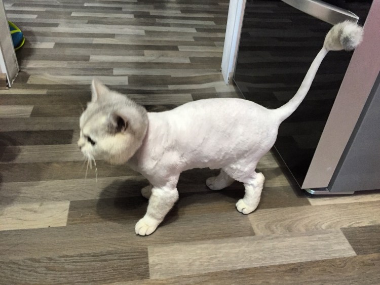 Пума стрижка кота