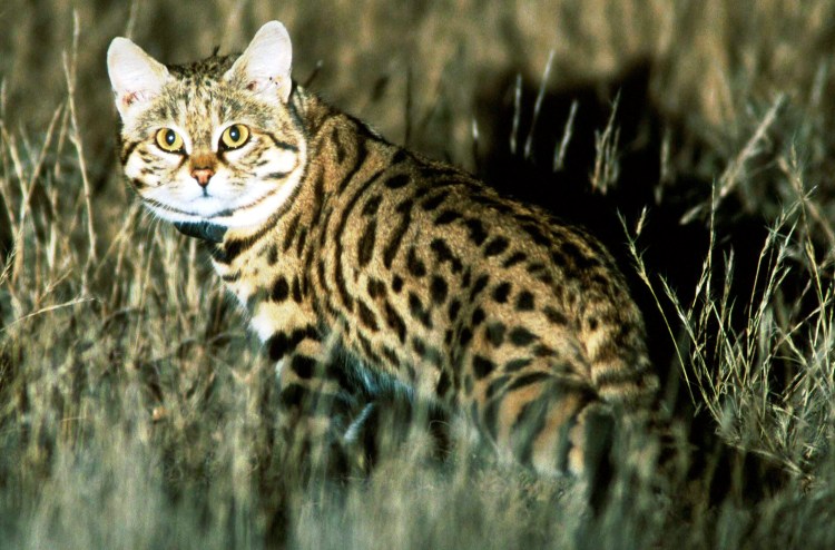 Дикая черноногая кошка