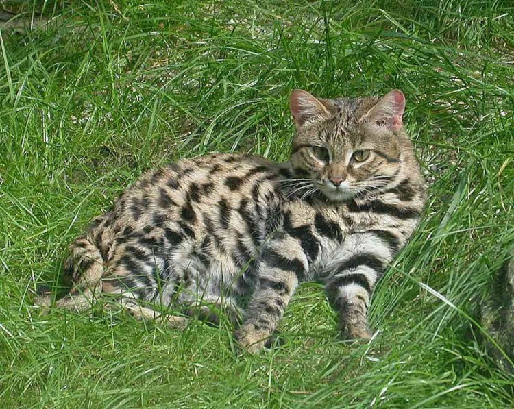 Черноногая кошка