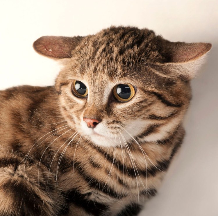 Африканская черноногая кошка котенок