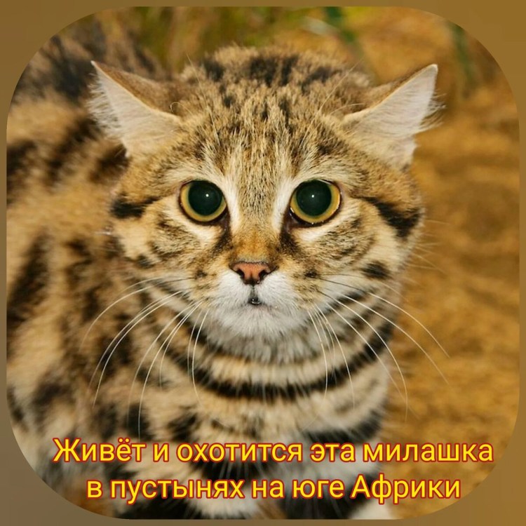 Черноногая кошка муравьиный тигр