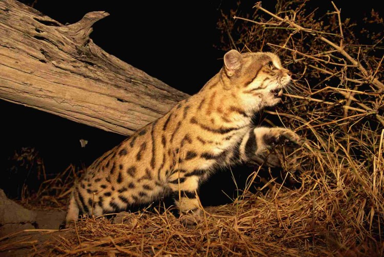 Дикая черноногая кошка
