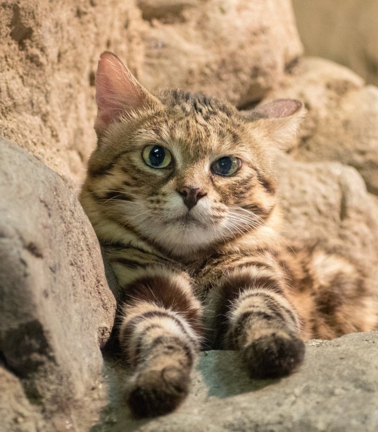 Дикая черноногая кошка