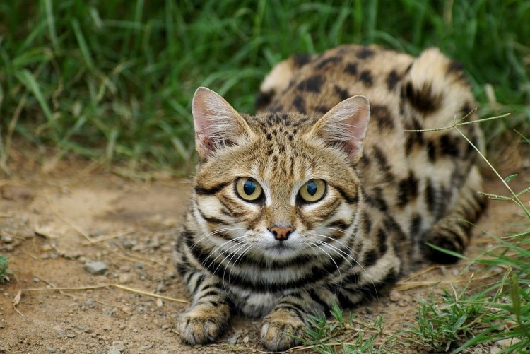 Африканская Дикая кошка черноногая кошка