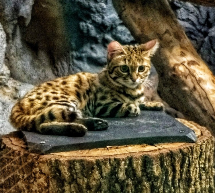 Felis nigripes Thomasi
