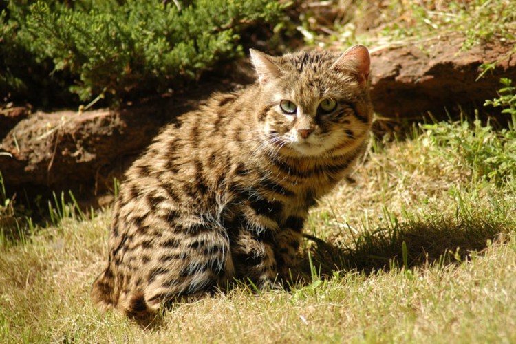 Дикая черноногая кошка