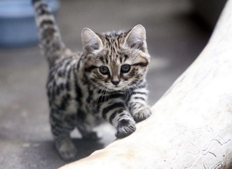 Черноногая кошка