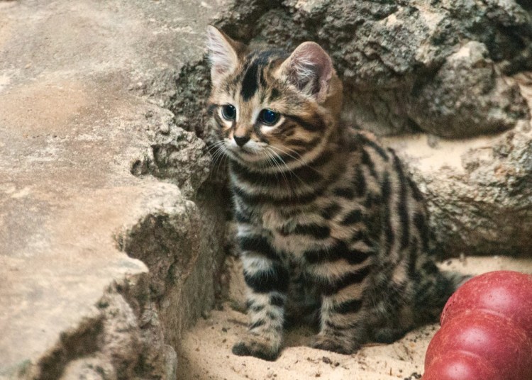Африка черноногая кошка котенок