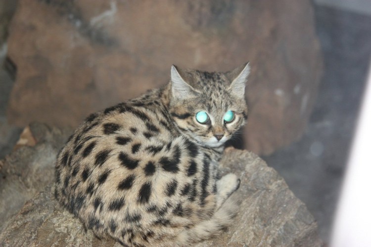 Черноногая кошка (Felis nigripes)