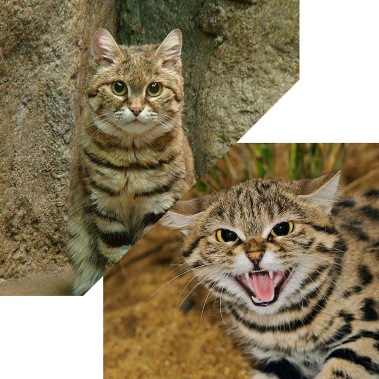 Африканский дикий кот черноногая кошка