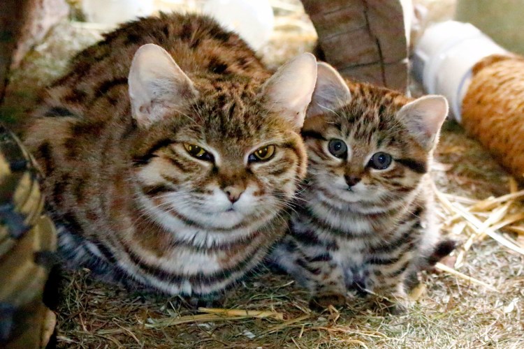 Африканская Дикая кошка черноногая кошка