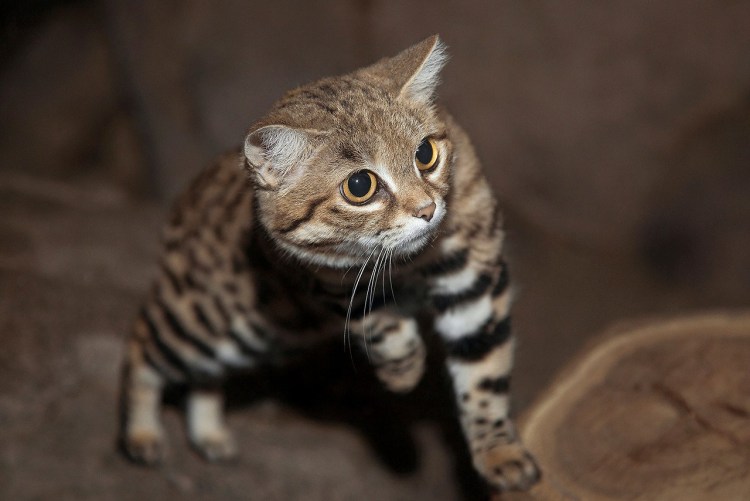 Черноногая кошка (Felis nigripes)