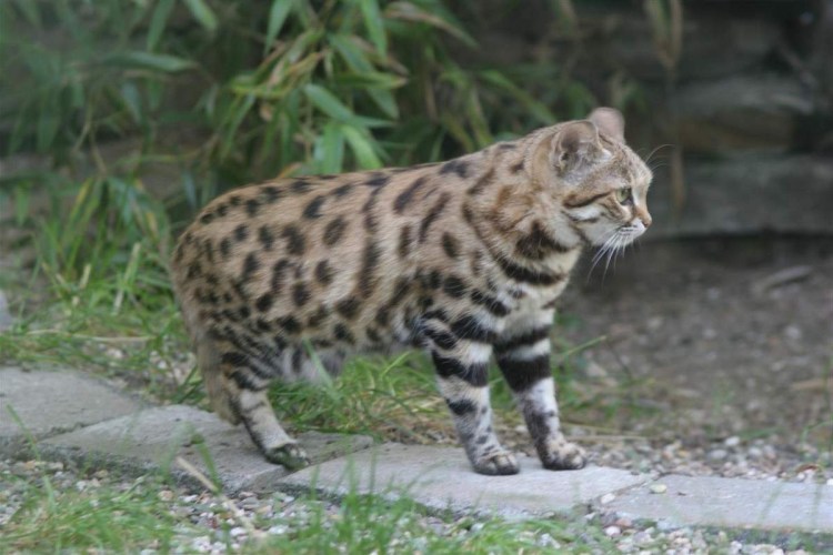 Дикая черноногая кошка