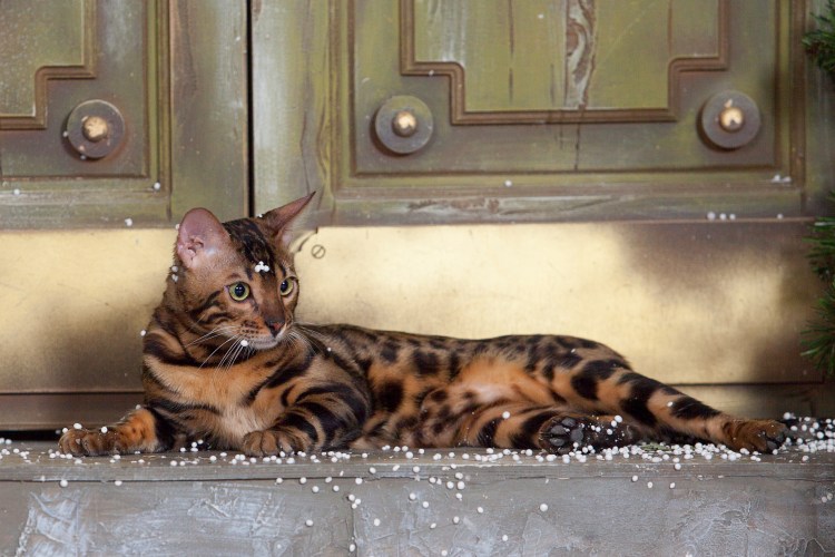 Бенгальская кошка
