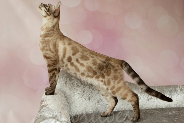 Кот бенгал альбинос