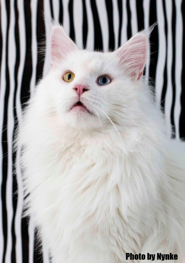 Бенгальский кот снежный Линкс