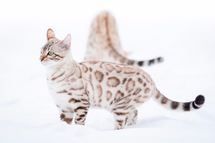 Леопардовый кот (Prionailurus bengalensis)