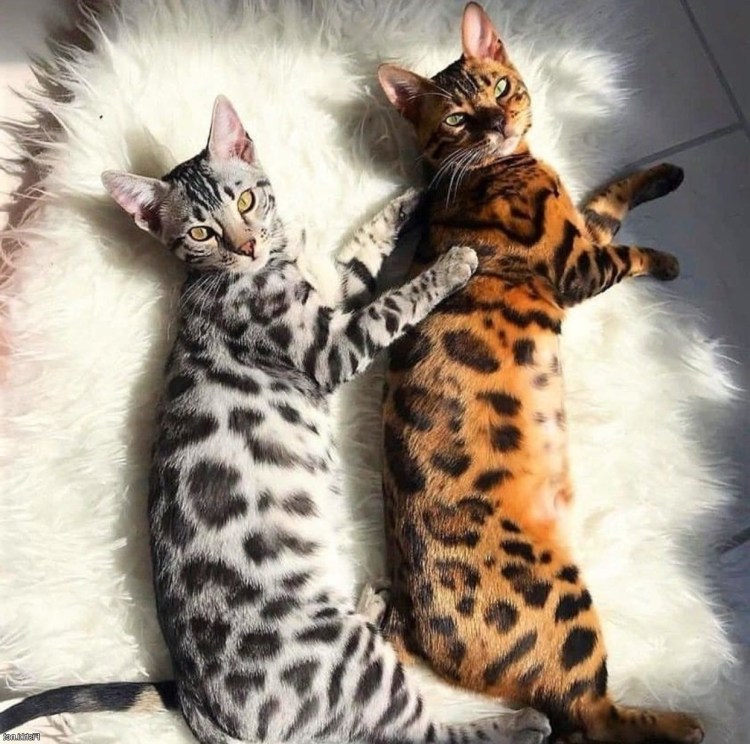 Бенгальская кошка снежный Барс
