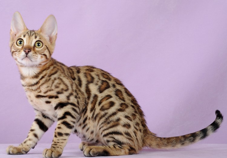 Бенгальская кошка Линкс