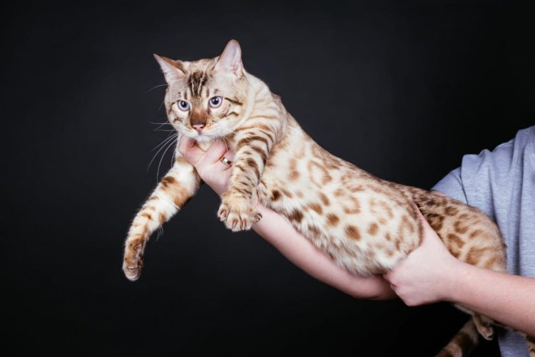 Бенгальский кот альбинос