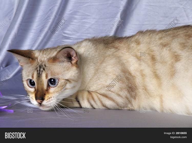 Белый бенгальский котенок