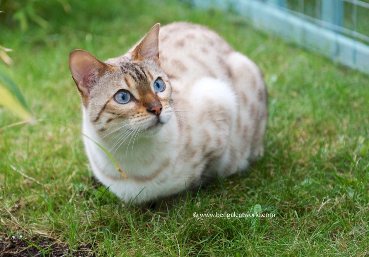Бенгальская кошка Сноу