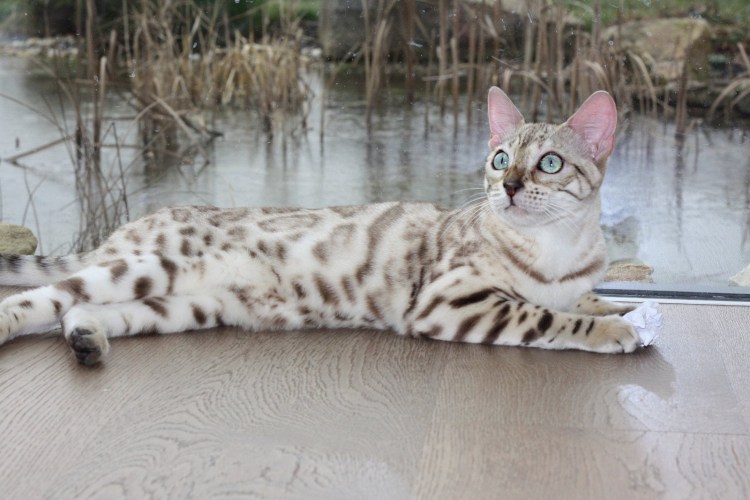 Бенгальская кошка снежный Барс