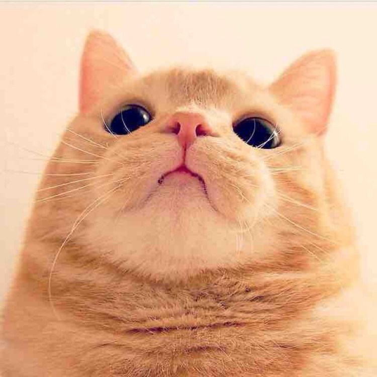 Котэ на аву