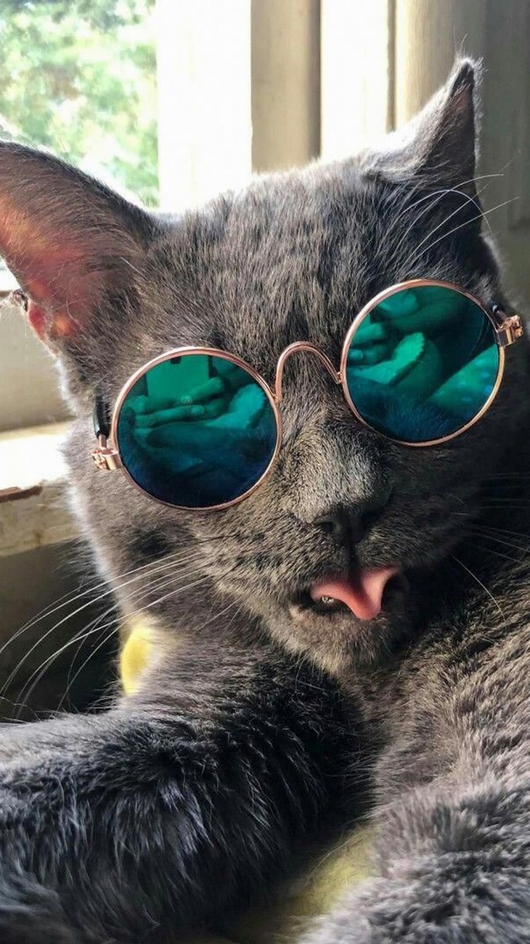 Крутой кот