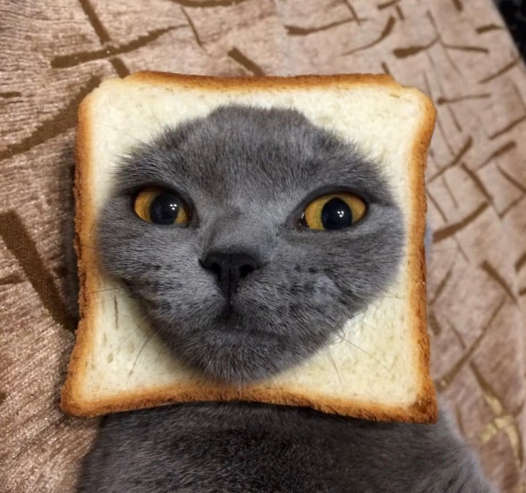 Квадратный кот