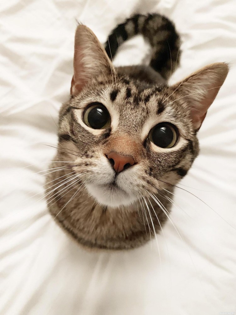 Котики на аву