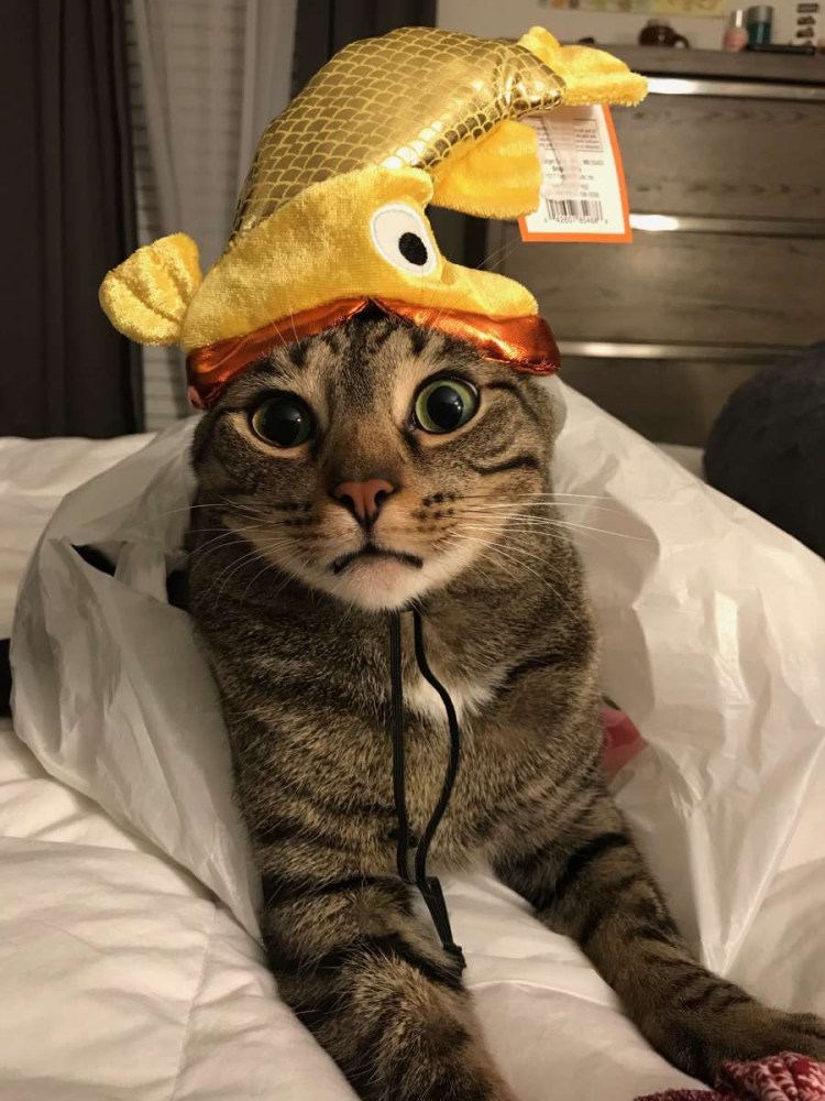 Котики смешные