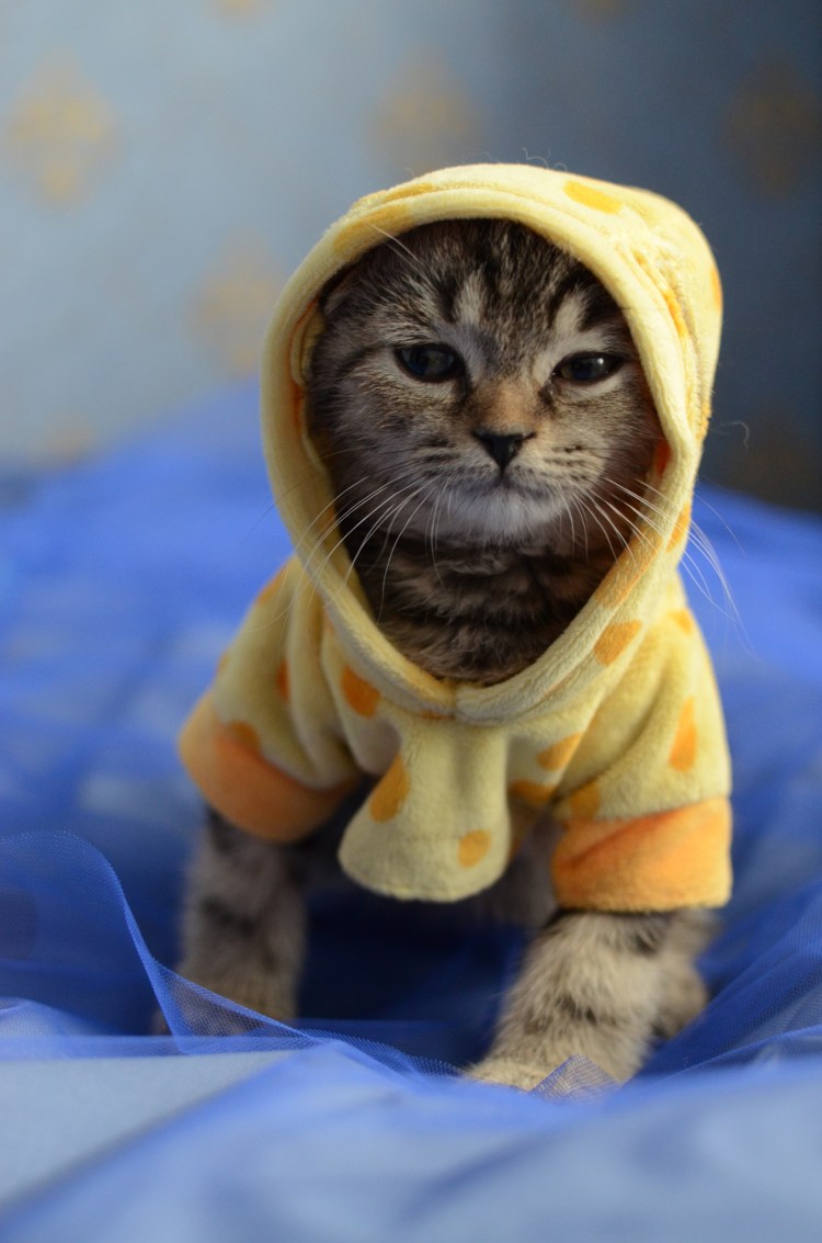 Крутые коты