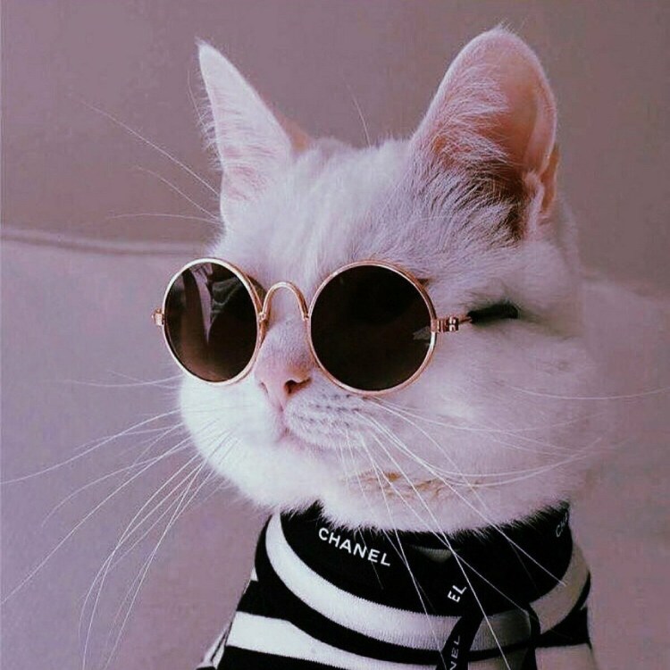 Крутые котики