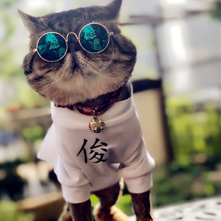 Кот подмигивает одним глазом