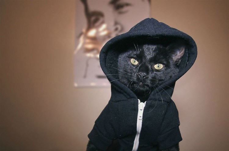 Кот на аву