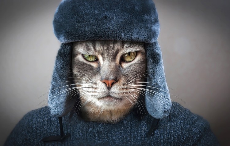 Кот в очках