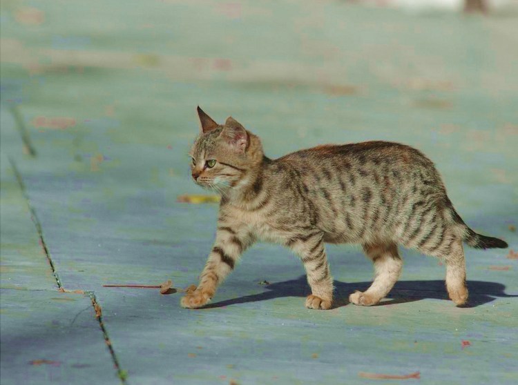 Европейская короткошерстная кошка